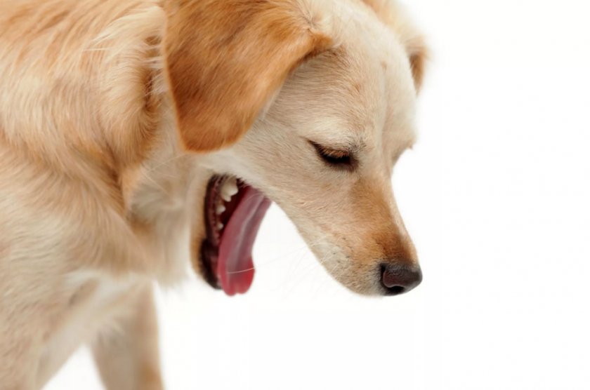 Кашель у собаки Кашель у собаки