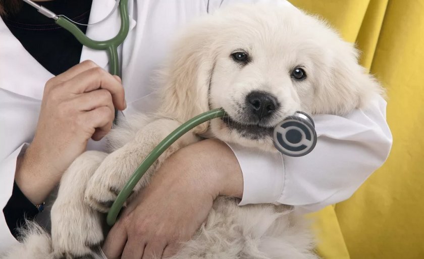 Осмотр собаки ветеринаром Осмотр собаки ветеринаром