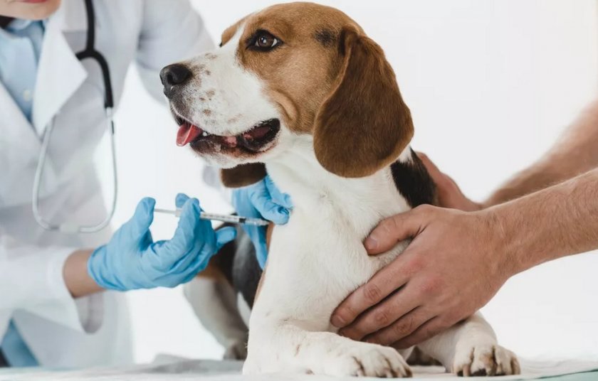 Вакцинация собаки Вакцинация собаки