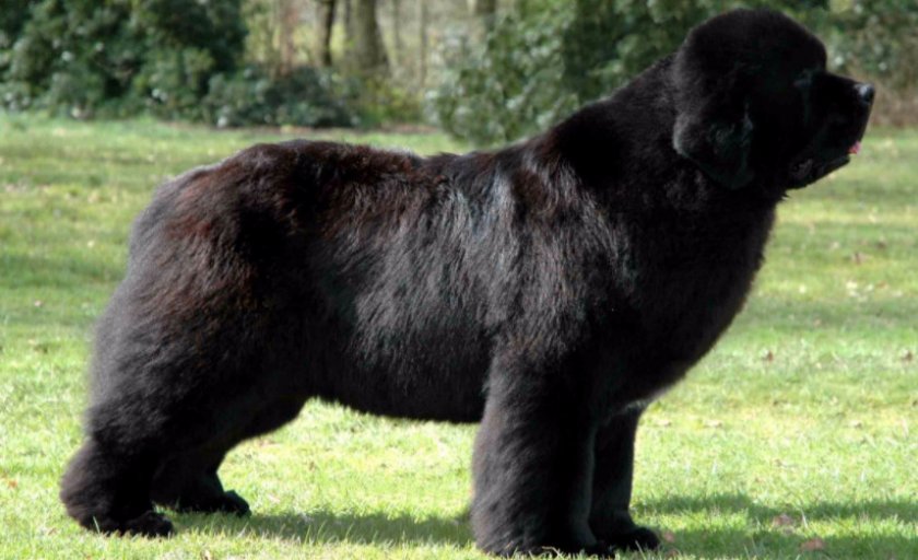 Ньюфаунленд