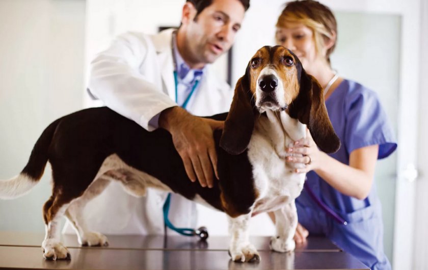 Осмотр собаки ветеринаром Осмотр собаки ветеринаром