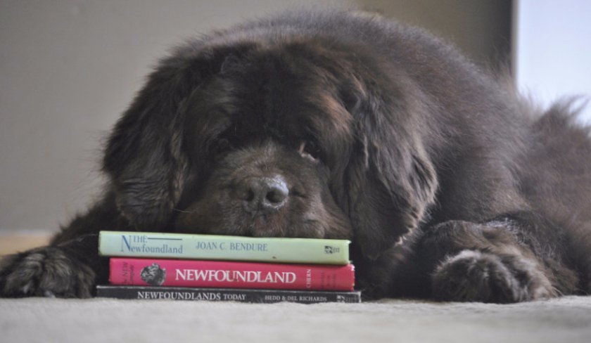 Ньюфаундленд