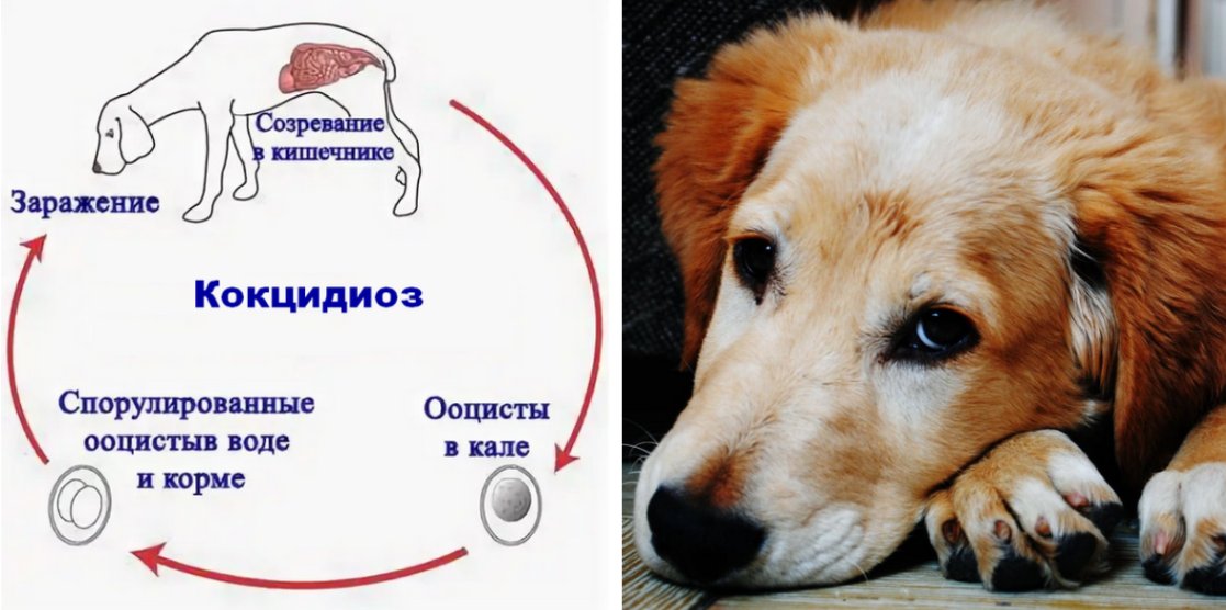 Простатит у собак лечение. Кокцидии у собак симптомы. Кокцидиоз у собак симптомы. Кокцидиоз изоспороз у собак.