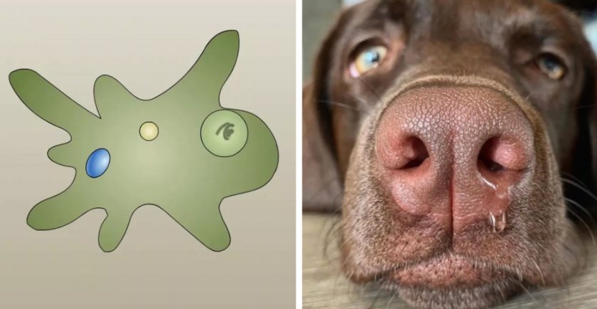 Амёбиаз у собаки Амёбиаз у собаки