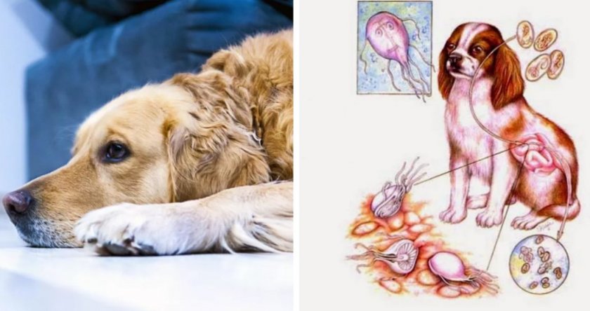 Лямблии у собаки