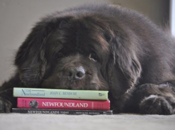 Умный, надежный и отважный ньюфаундленд: уход и содержание