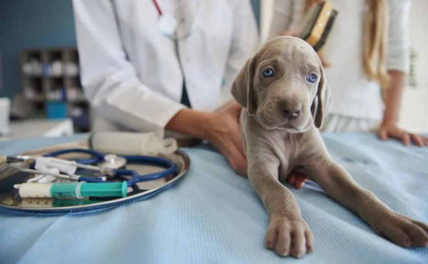 Лечение собаки Лечение собаки