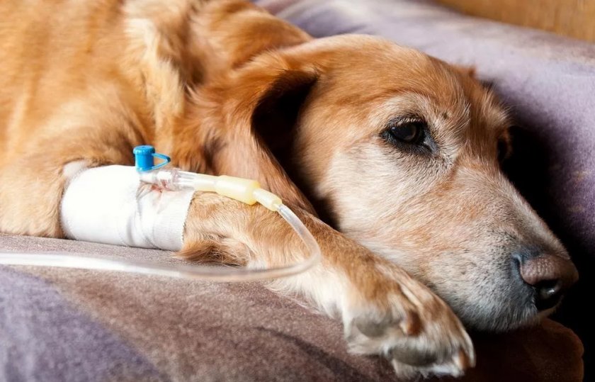 Лечение собаки в стационаре Лечение собаки в стационаре