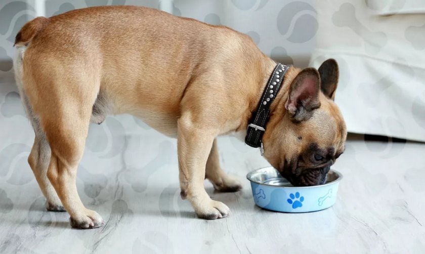 Собака пьёт воду Собака пьёт воду