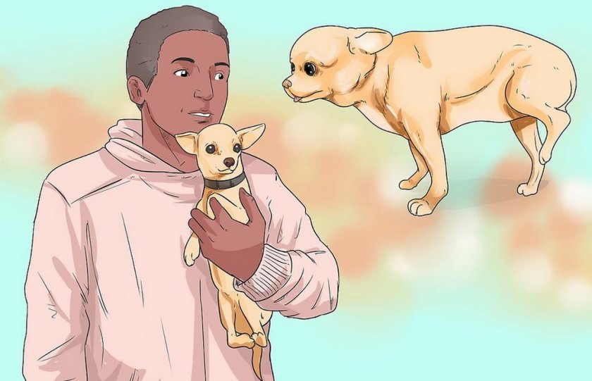 Вывих головки бедра у собаки