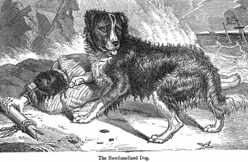 Ньюфаундленд