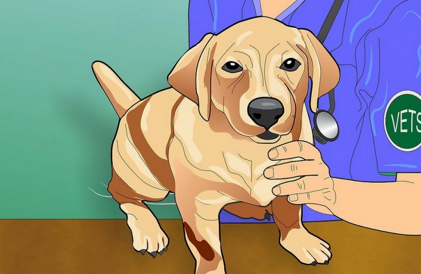 Собака у ветеринара