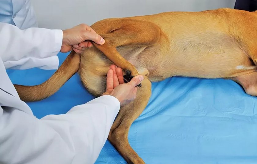 Вправление вывиха бедра у собаки