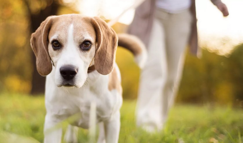 Выгул собак на поводке
