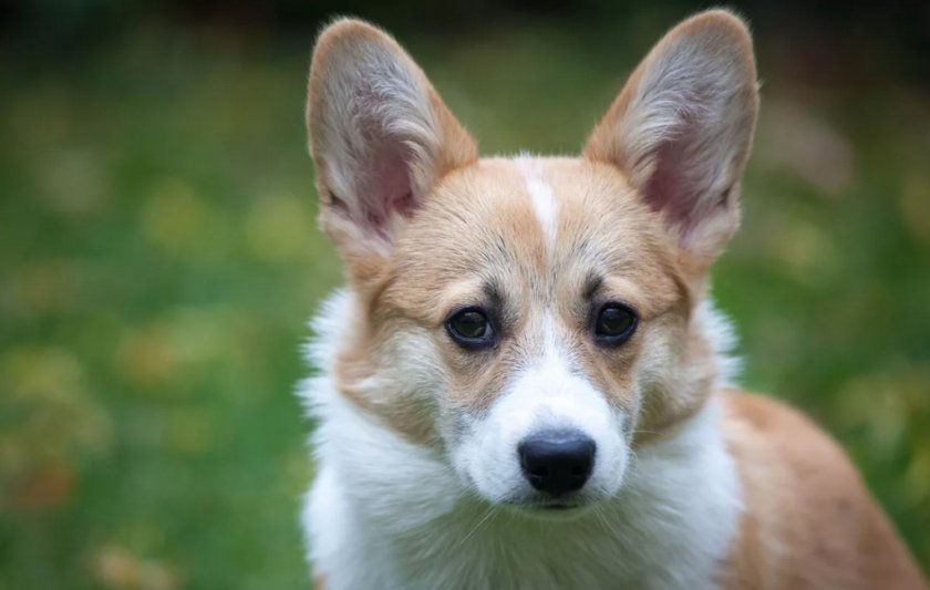 Здоровые уши у собаки