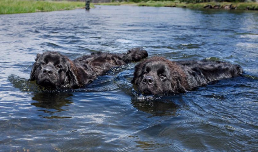Собаки-водолазы