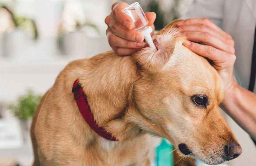 Лечение отита у собаки