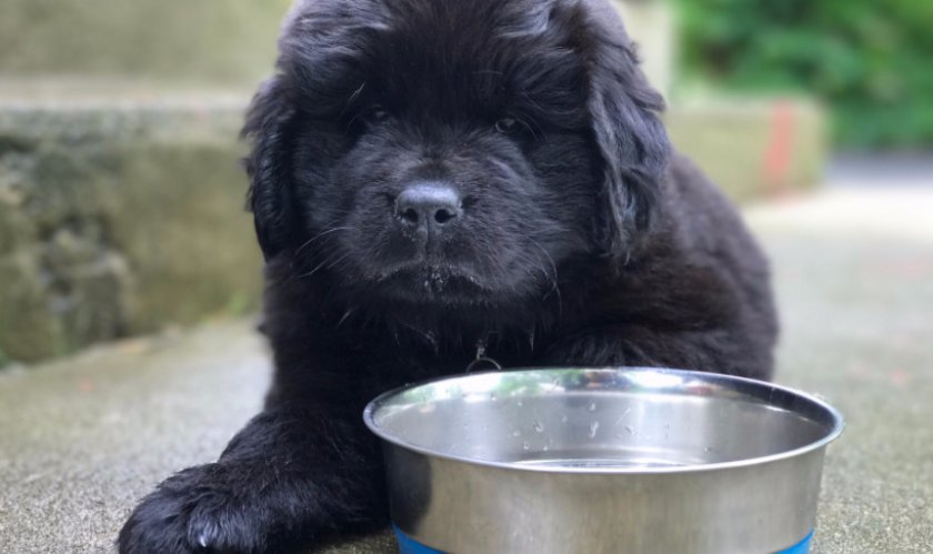 Миска для воды