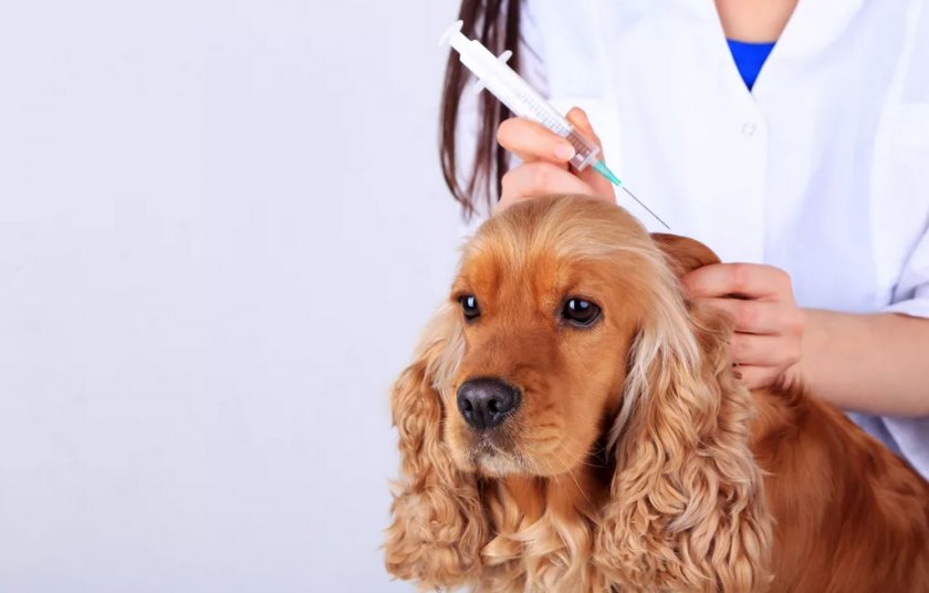 Вакцинация собаки