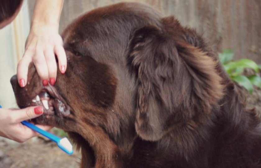 Чистка зубов