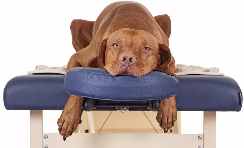 Массаж для собак