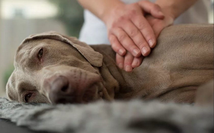 Массаж для собаки