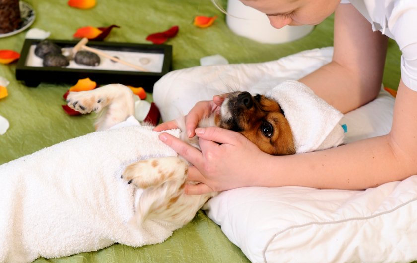 Косметический массаж для собаки