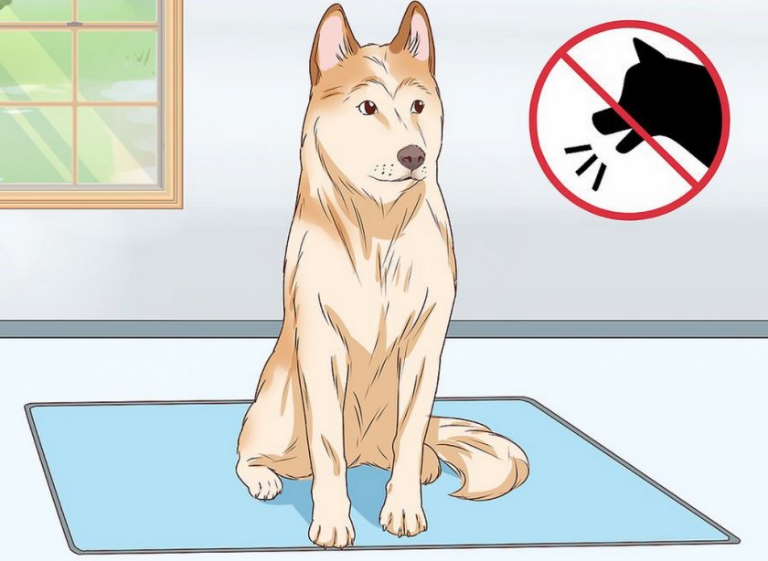 Приобретённая глухота у собаки