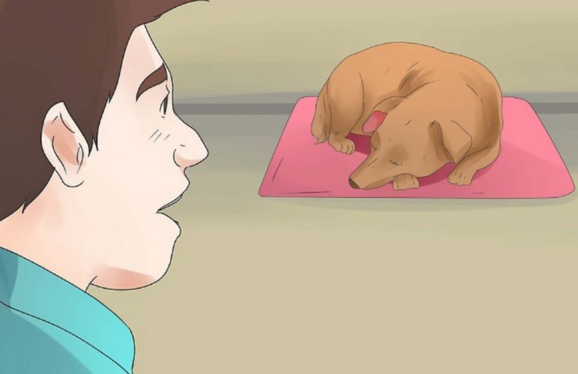 Потеря слуха у собаки