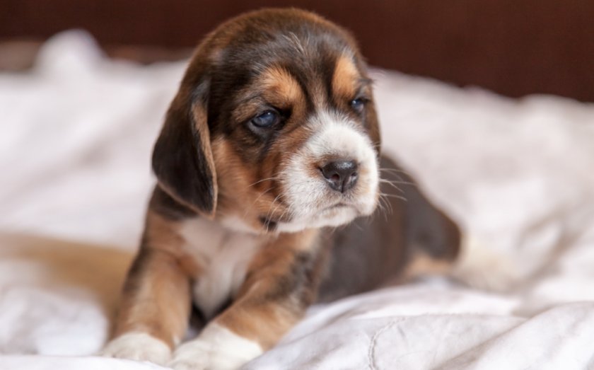 Врождённая глухота у собаки