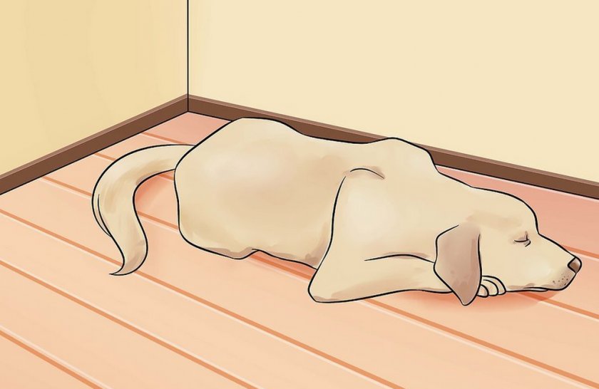 Потеря слуха у собаки