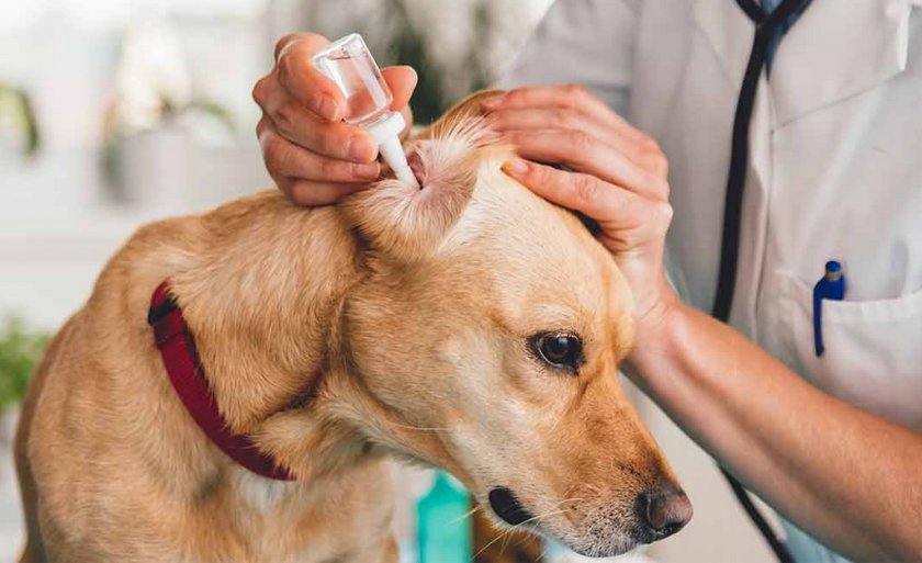 Закапывание ушных капель собаке