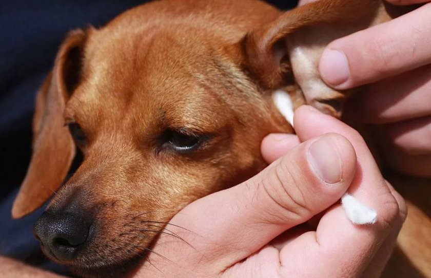 Очистка при закупорке ушей