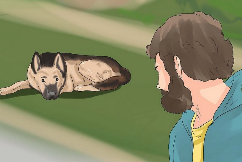 Глухота у собаки