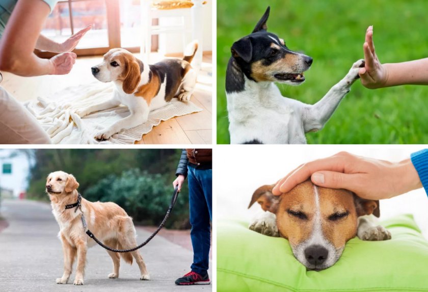 Нахождение общего языка с собакой при глухоте