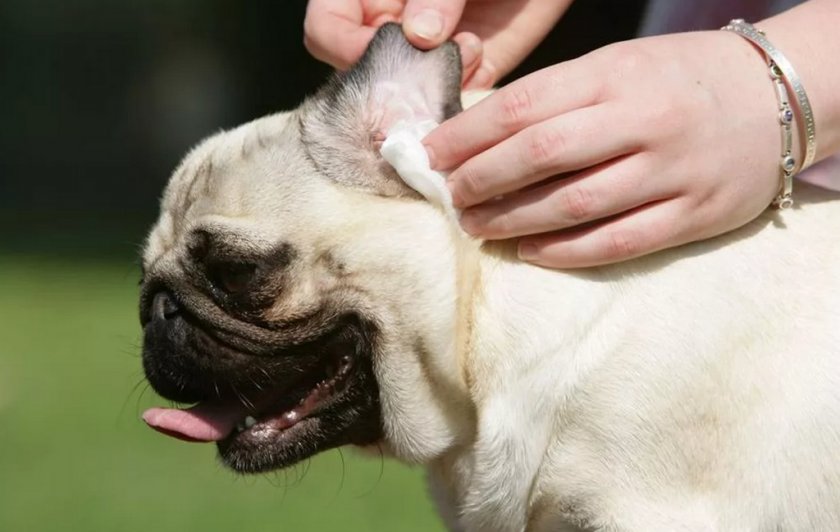 Чистка ушей собаке