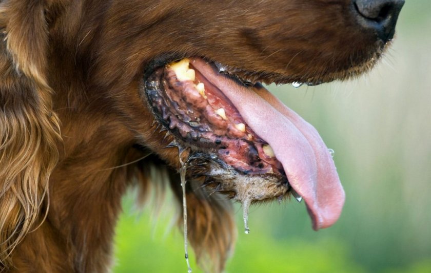 Стоматит у собаки Стоматит у собаки