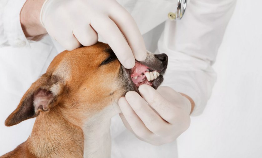 Осмотр полости рта собаки ветеринаром Осмотр полости рта собаки ветеринаром