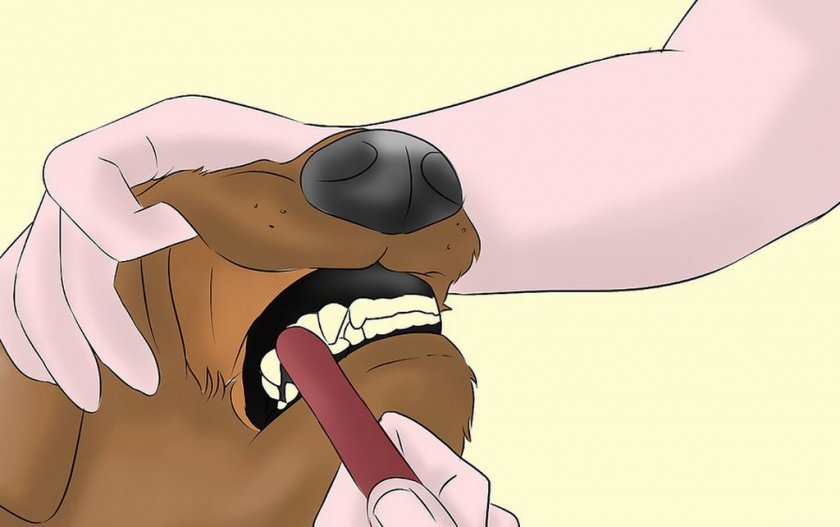 Почему у собаки пахнет изо. Чистка зубов собакам рисунок. Язвенный стоматит у собак.