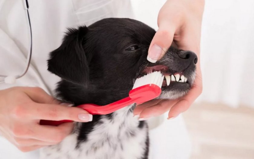 Чистка зубов собаке Чистка зубов собаке
