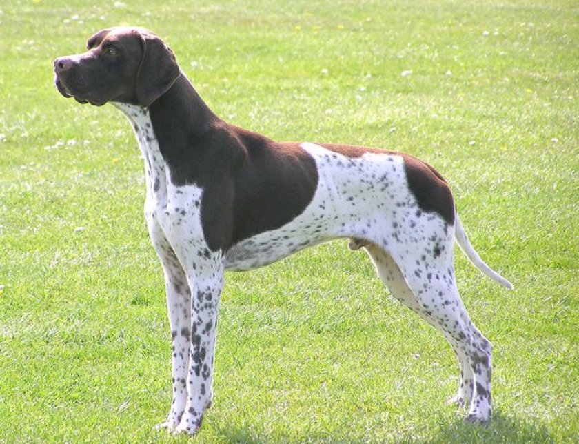 английский пойнтер