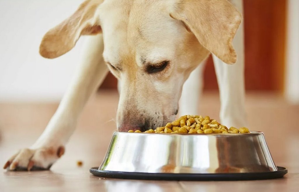 Собака тяжело дышит и хрипит лечение хрипов при дыхании