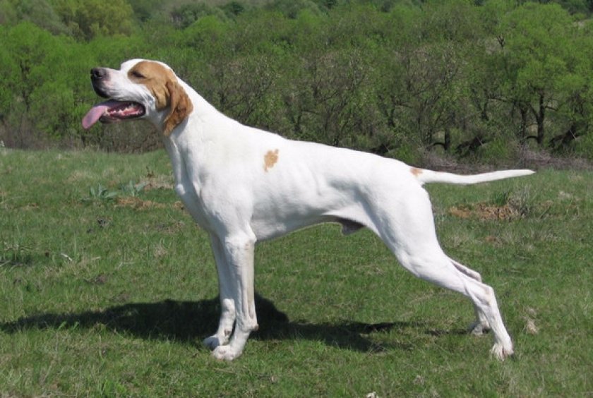 английский пойнтер