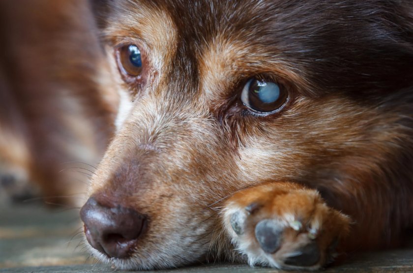 Катаракта у собаки