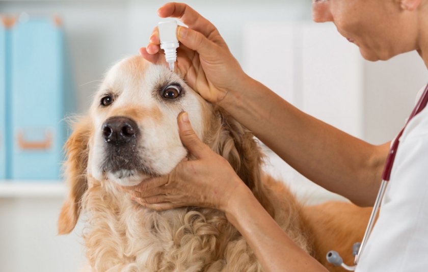 Закапывание глаз собаке