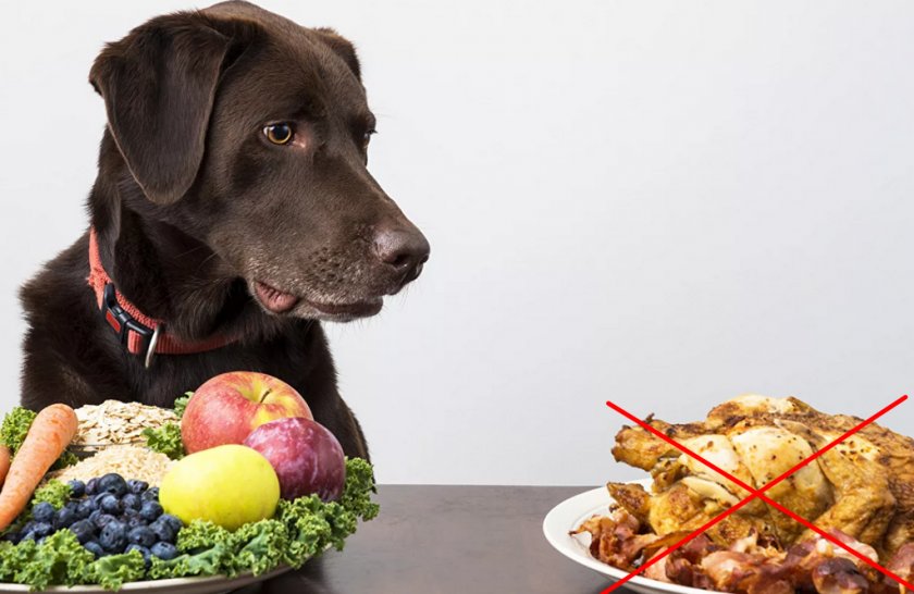 Питание собаки