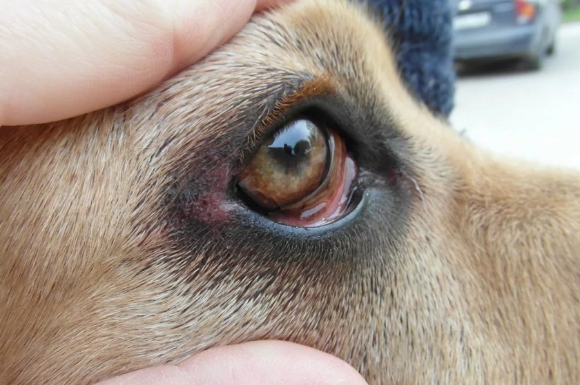 Блефарит у собаки