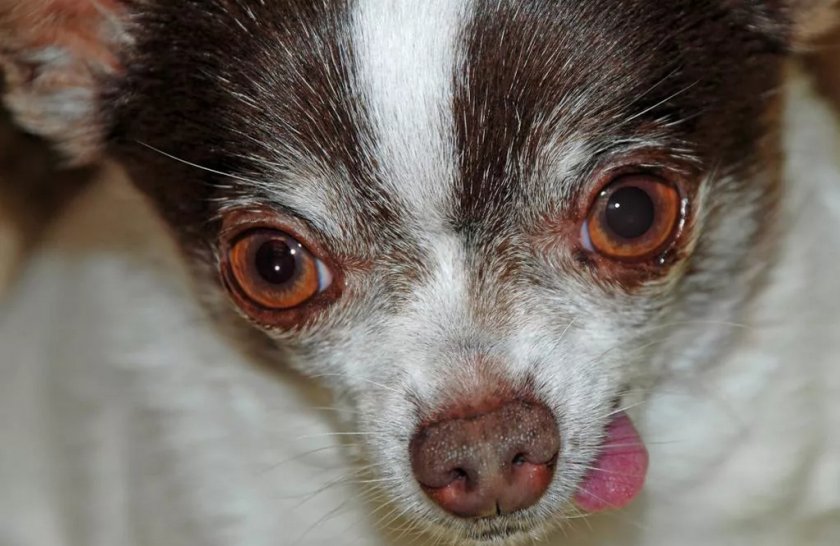 Блефарит у собаки