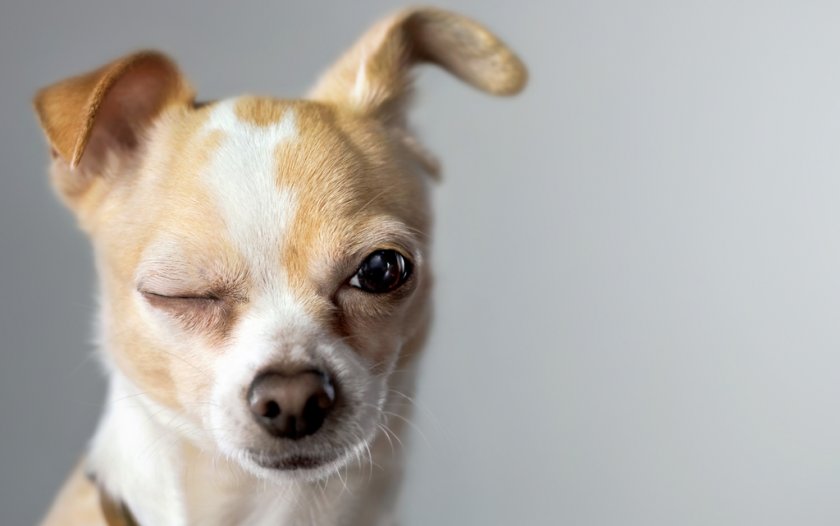 Блефарит у собаки