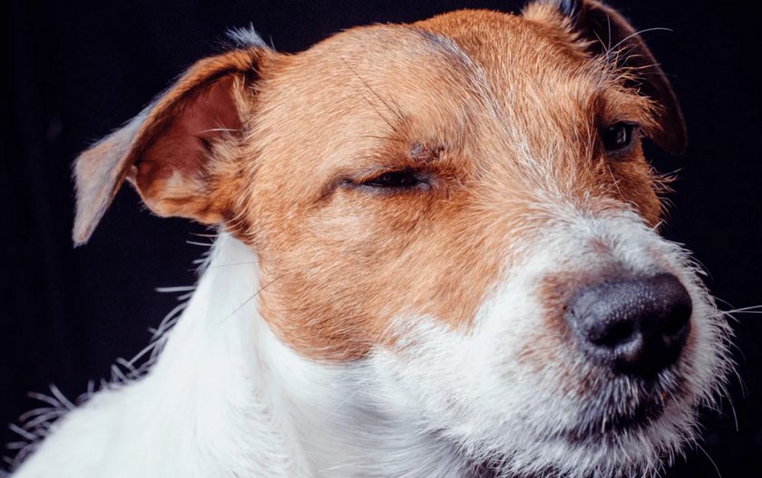 Блефарит у собаки